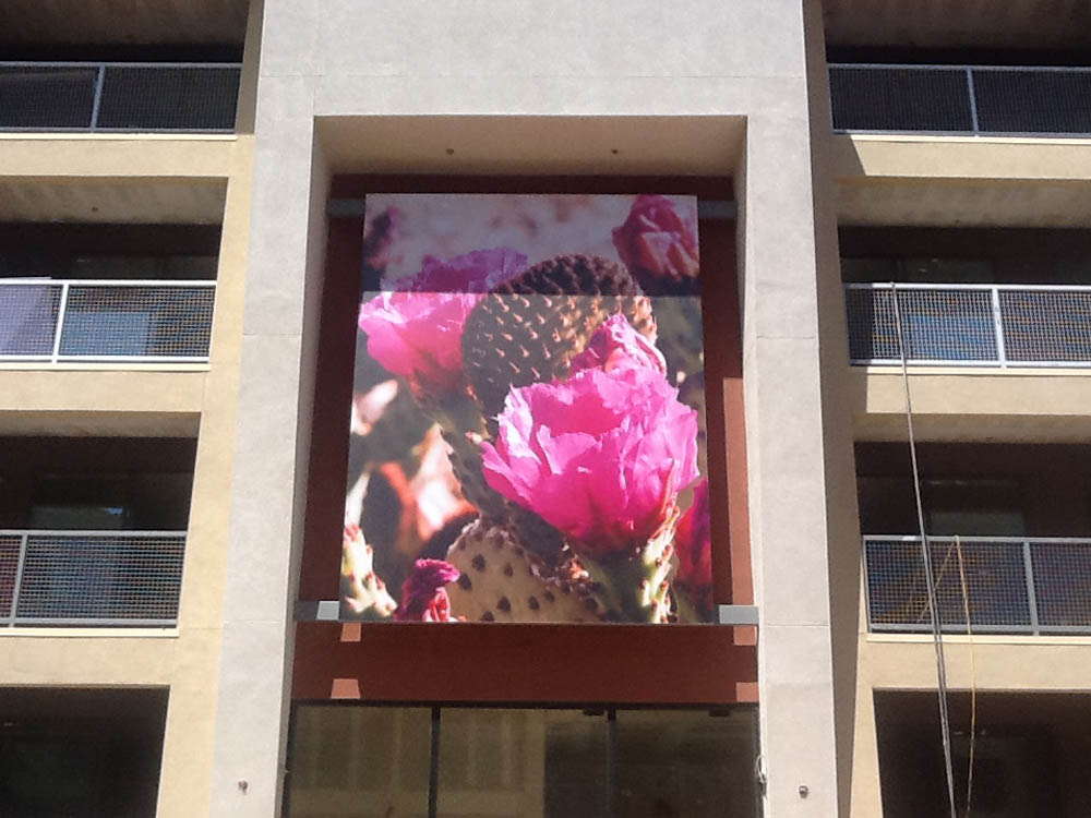 Outdoor photo of flower and cactus